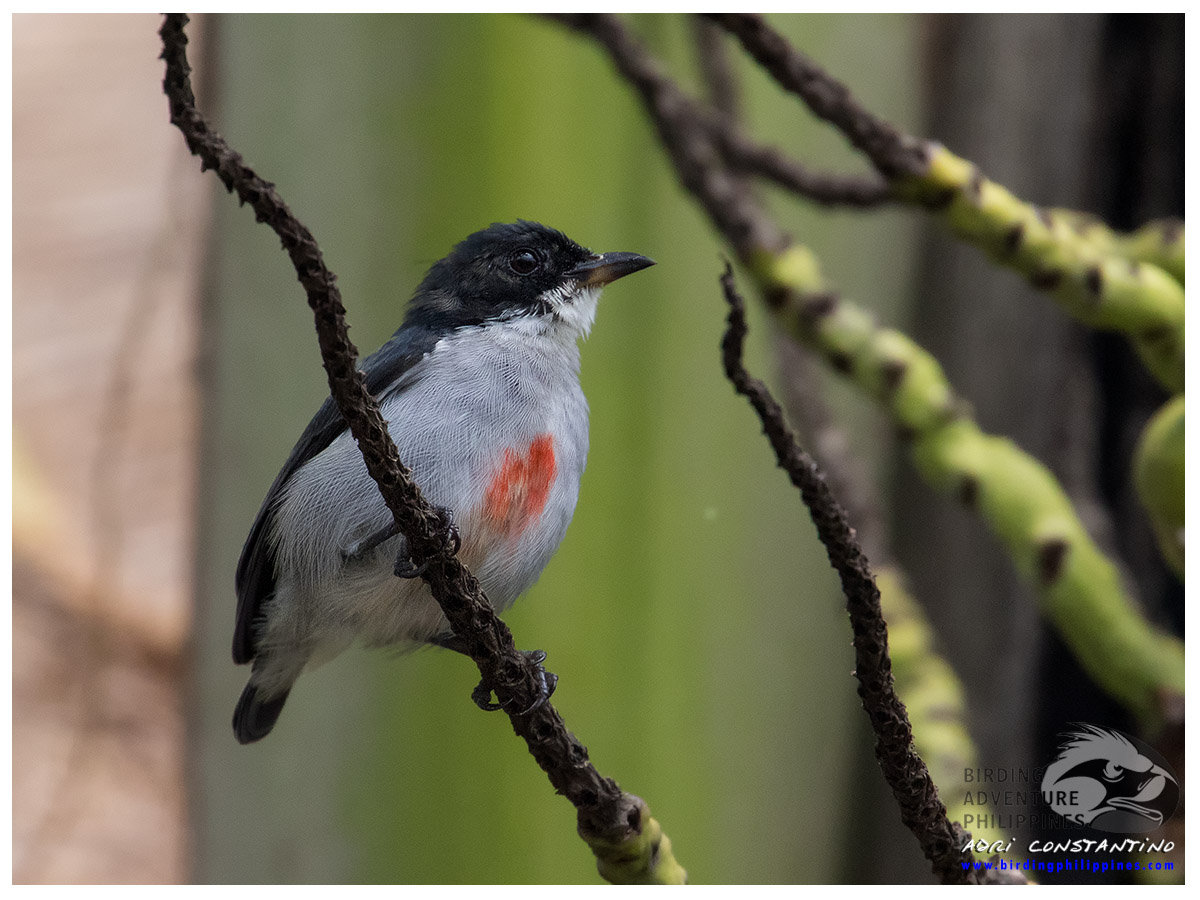 Red-keeled Flowerpecker