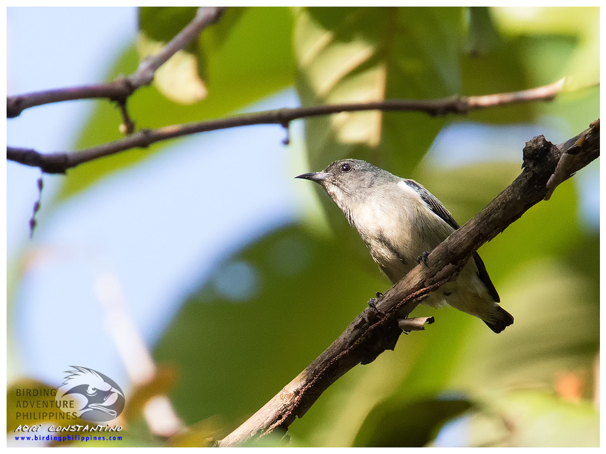 Pygmy Flowerpecker