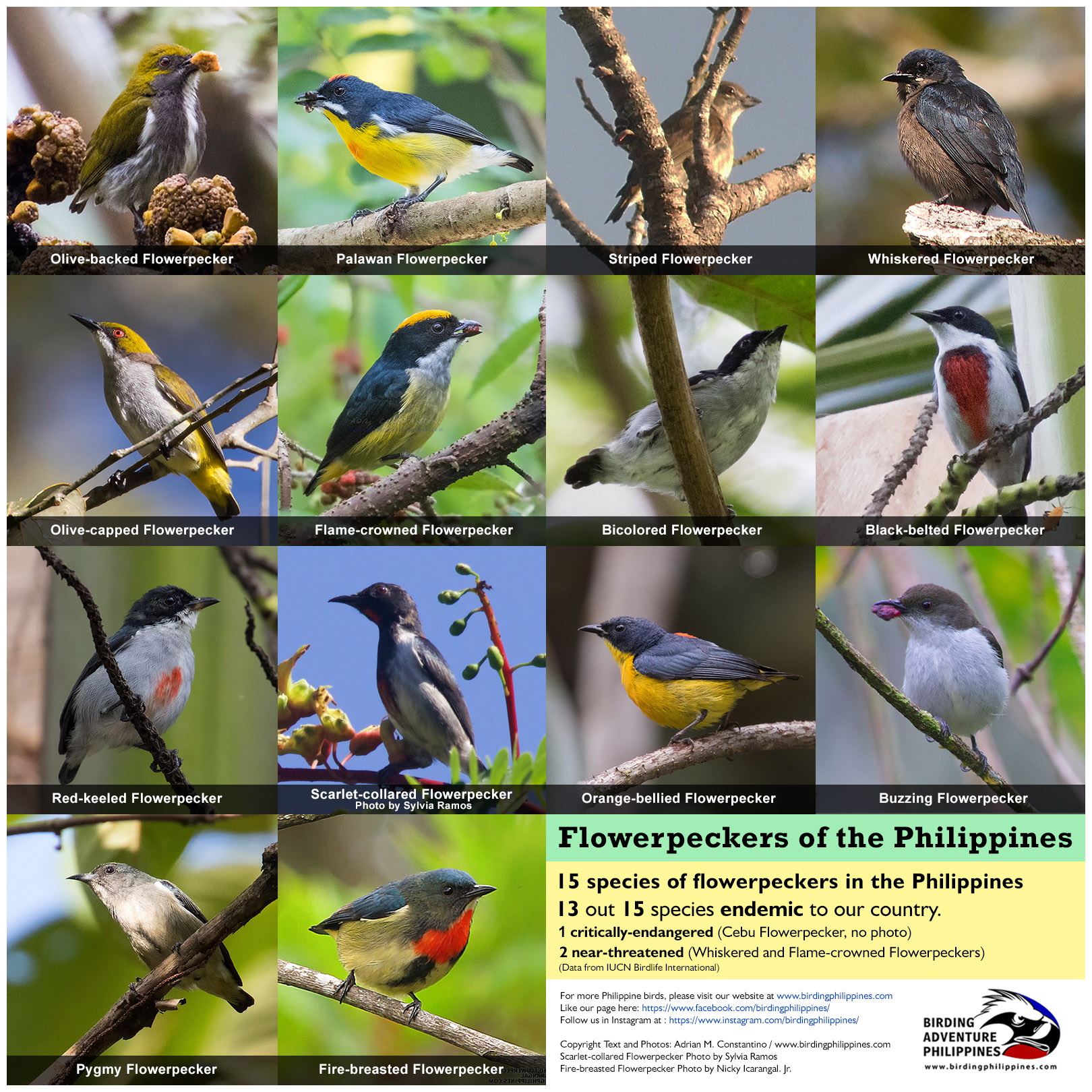 Flowerpeckers of the Philippines