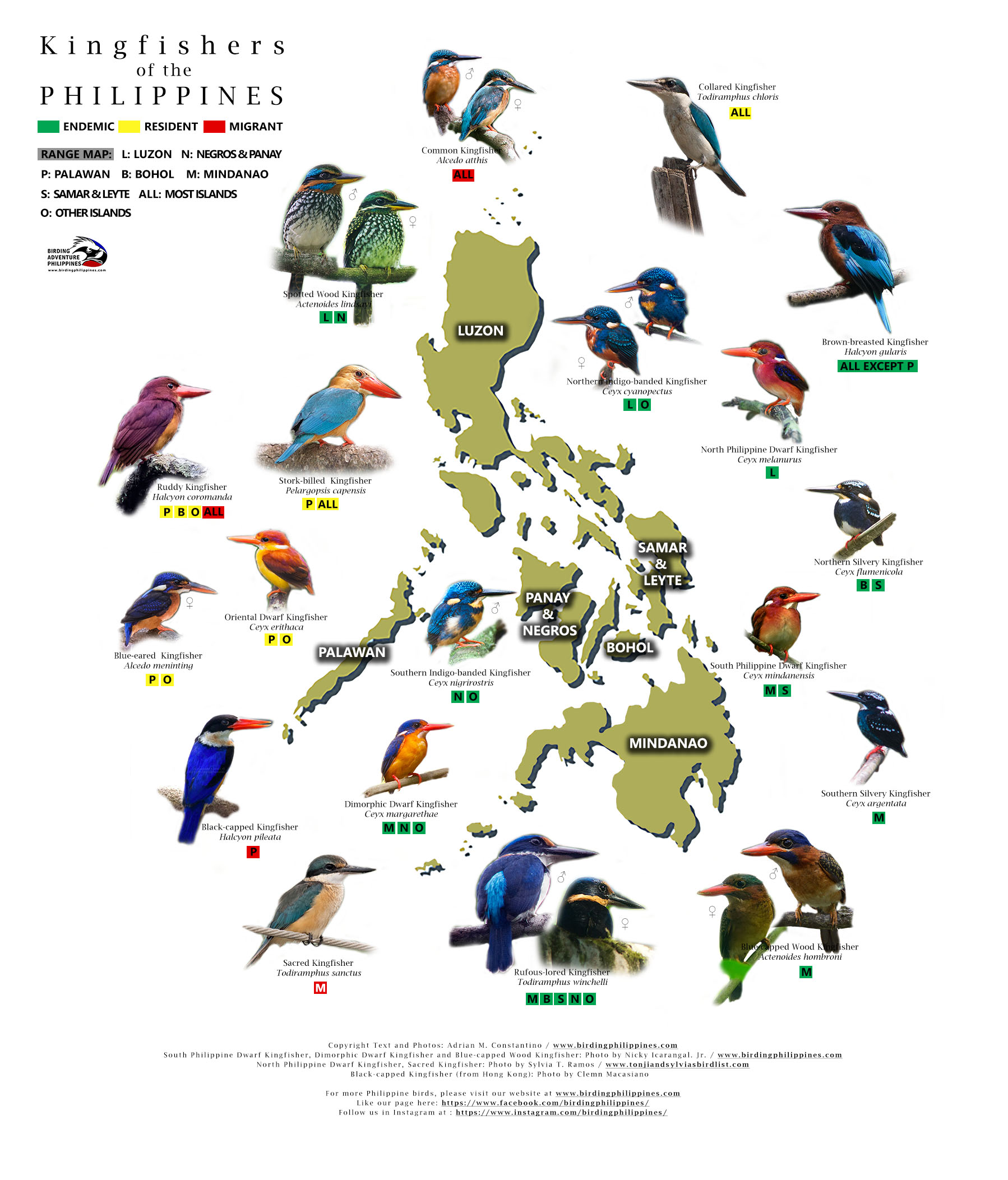 Orioles Of The Philippines :: Birding Adventure Philippines, 45% OFF