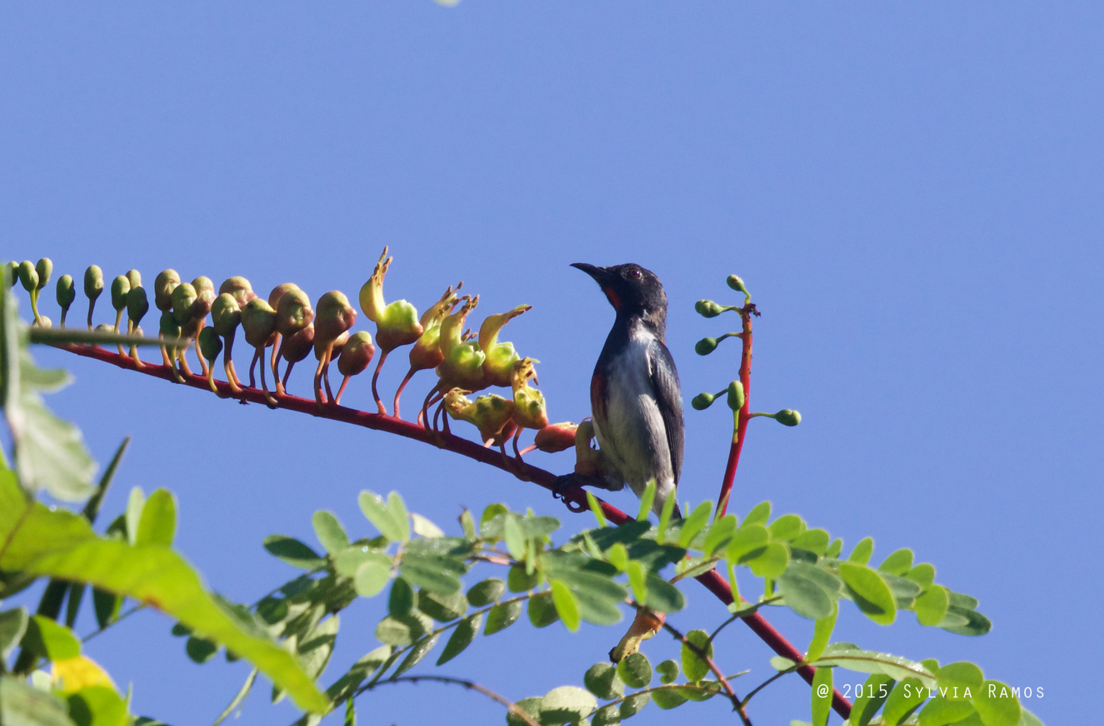 Scarlet-collared Flowerpecker