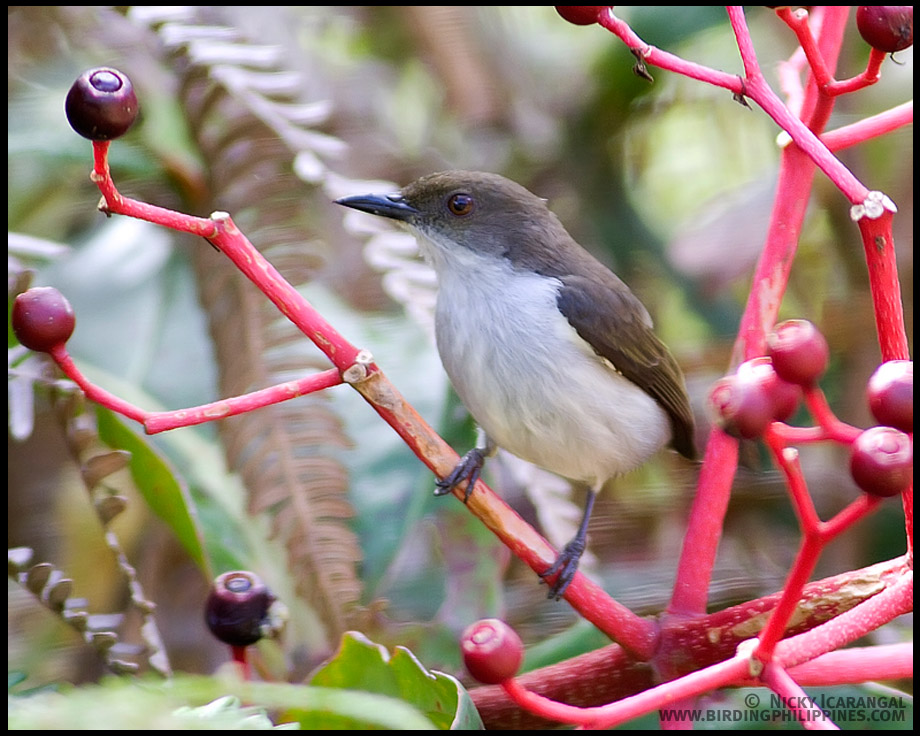 Buzzing Flowerpecker