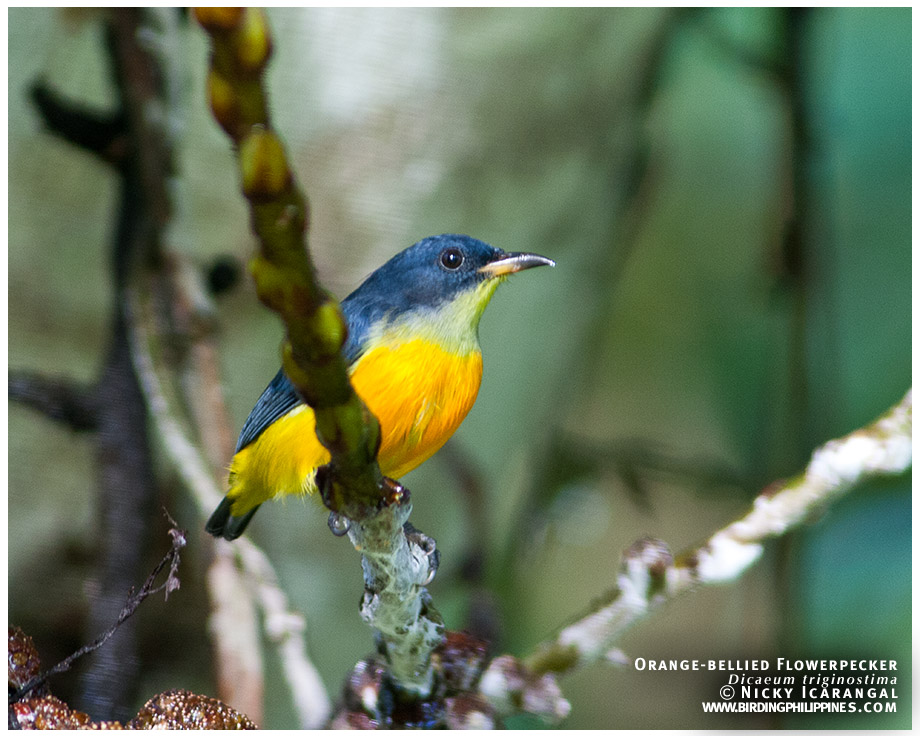 Orange-bellied Flowerpecker