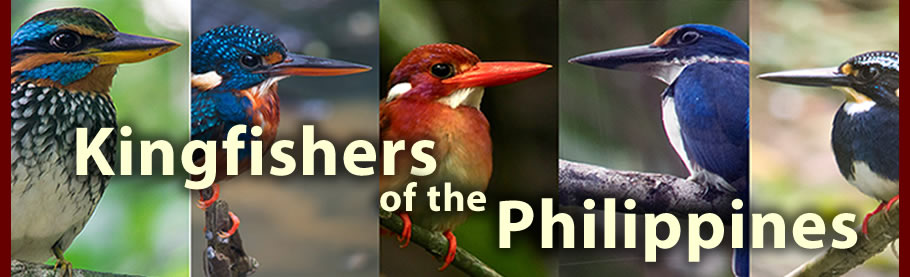 kingfishers of the philippines