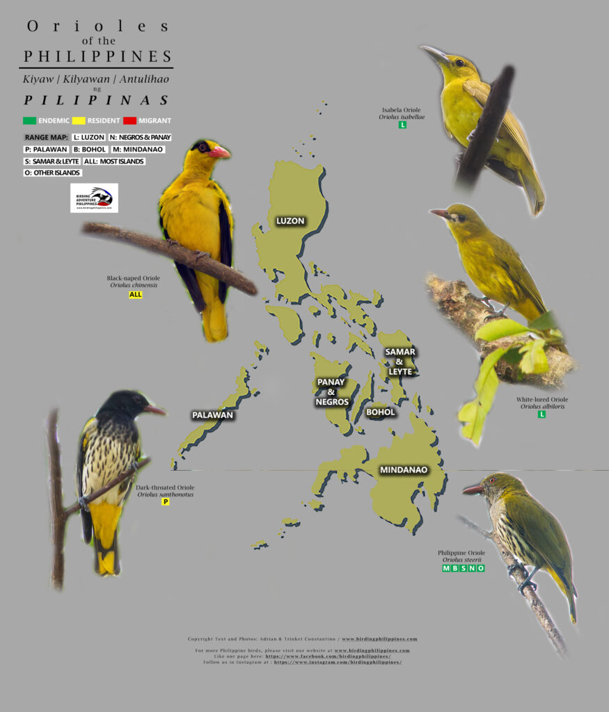 Orioles of the Philippines by Adrian Constantino, www.birdingphilippines.com